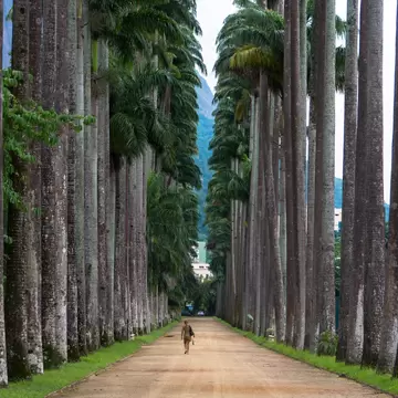 A visitor at the Jardim Botânico walks down a path lined with large palm trees in Rio de Janeiro, Brazil.