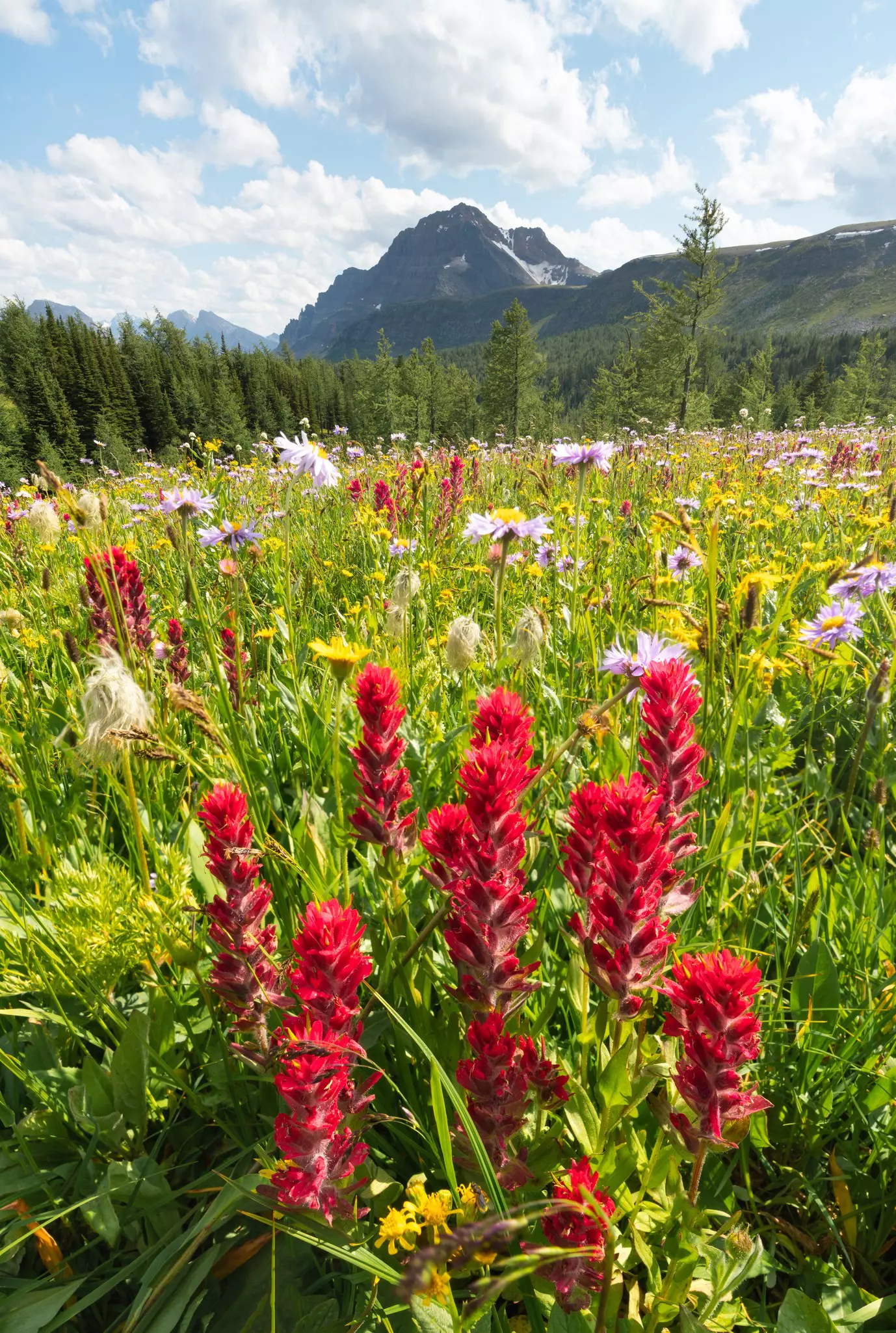 Red Indian paintbrush wildfowers blanket a meadow
