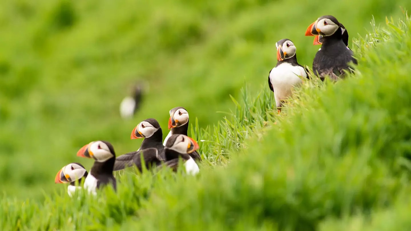 Puffin gathering on grassy knoll, Skomer Islan