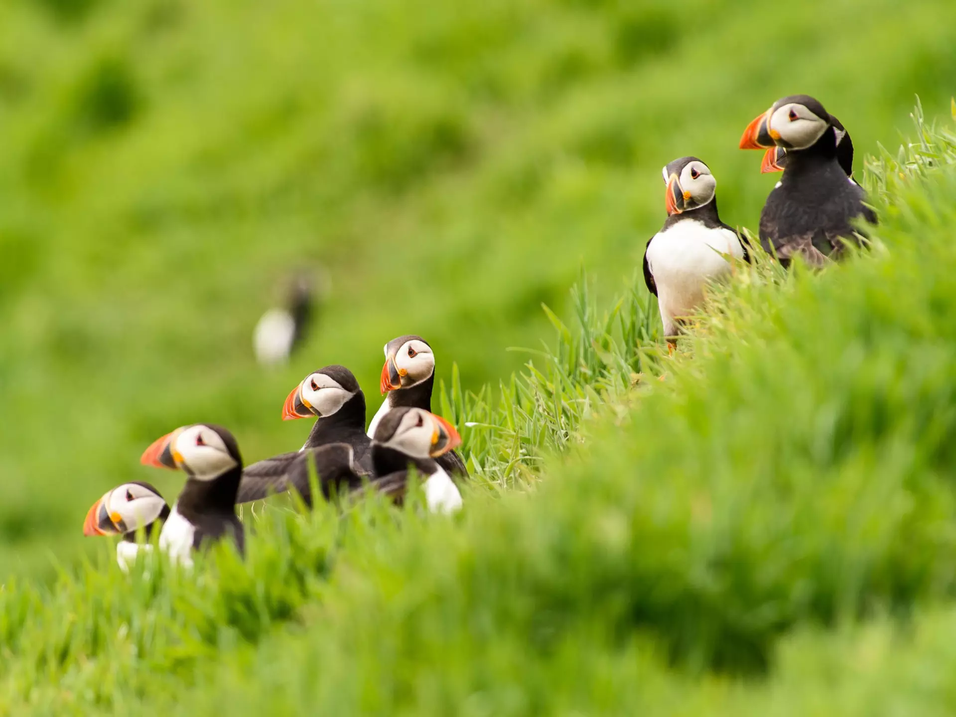 Puffin gathering on grassy knoll, Skomer Islan
