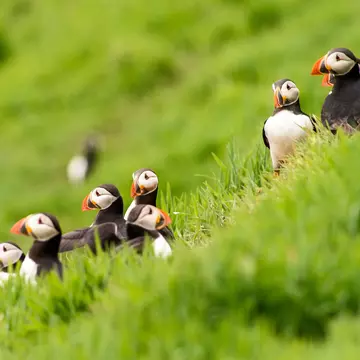 Puffin gathering on grassy knoll, Skomer Islan