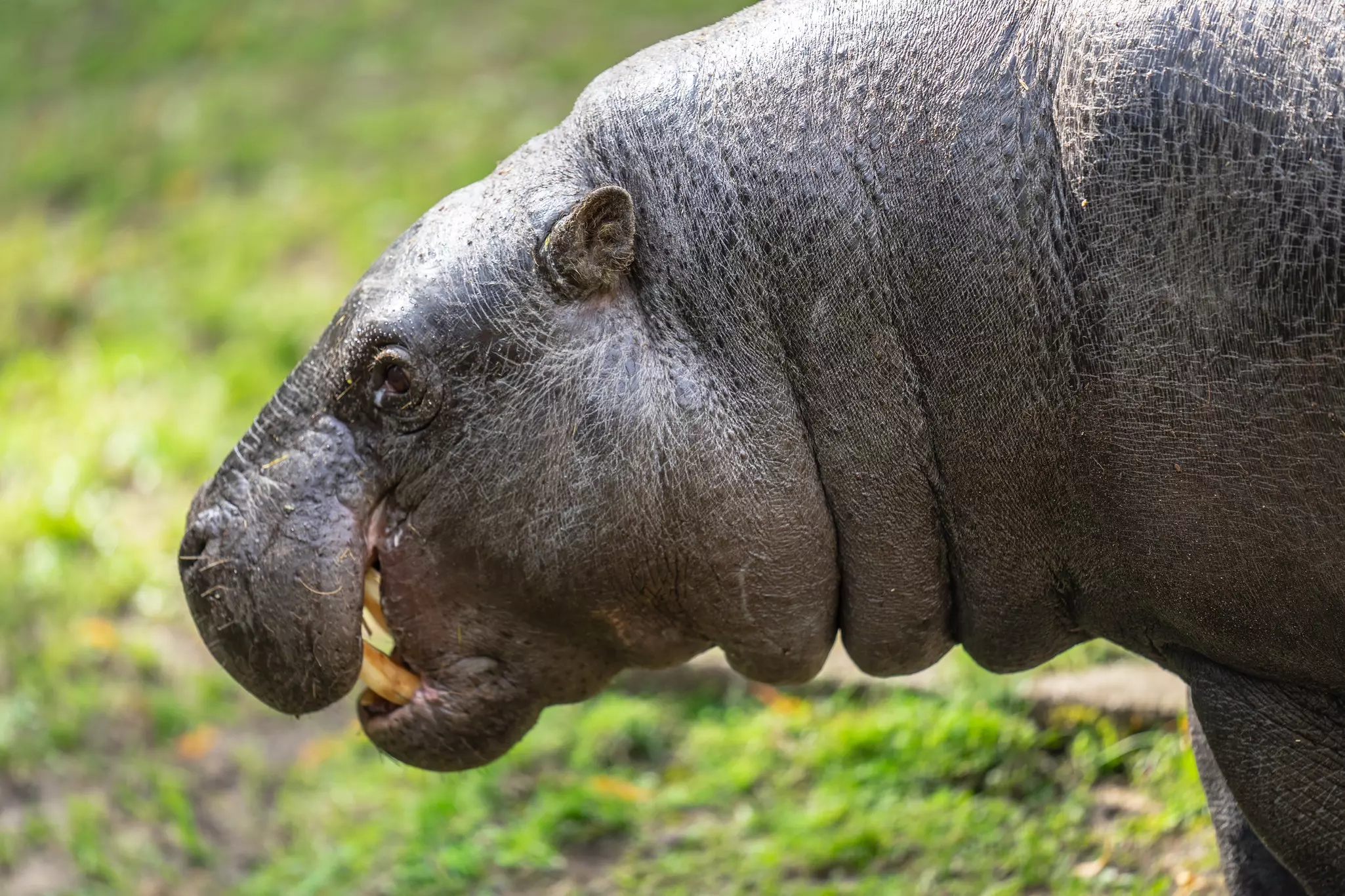 A pygmy hippopotamus is seen in profile.