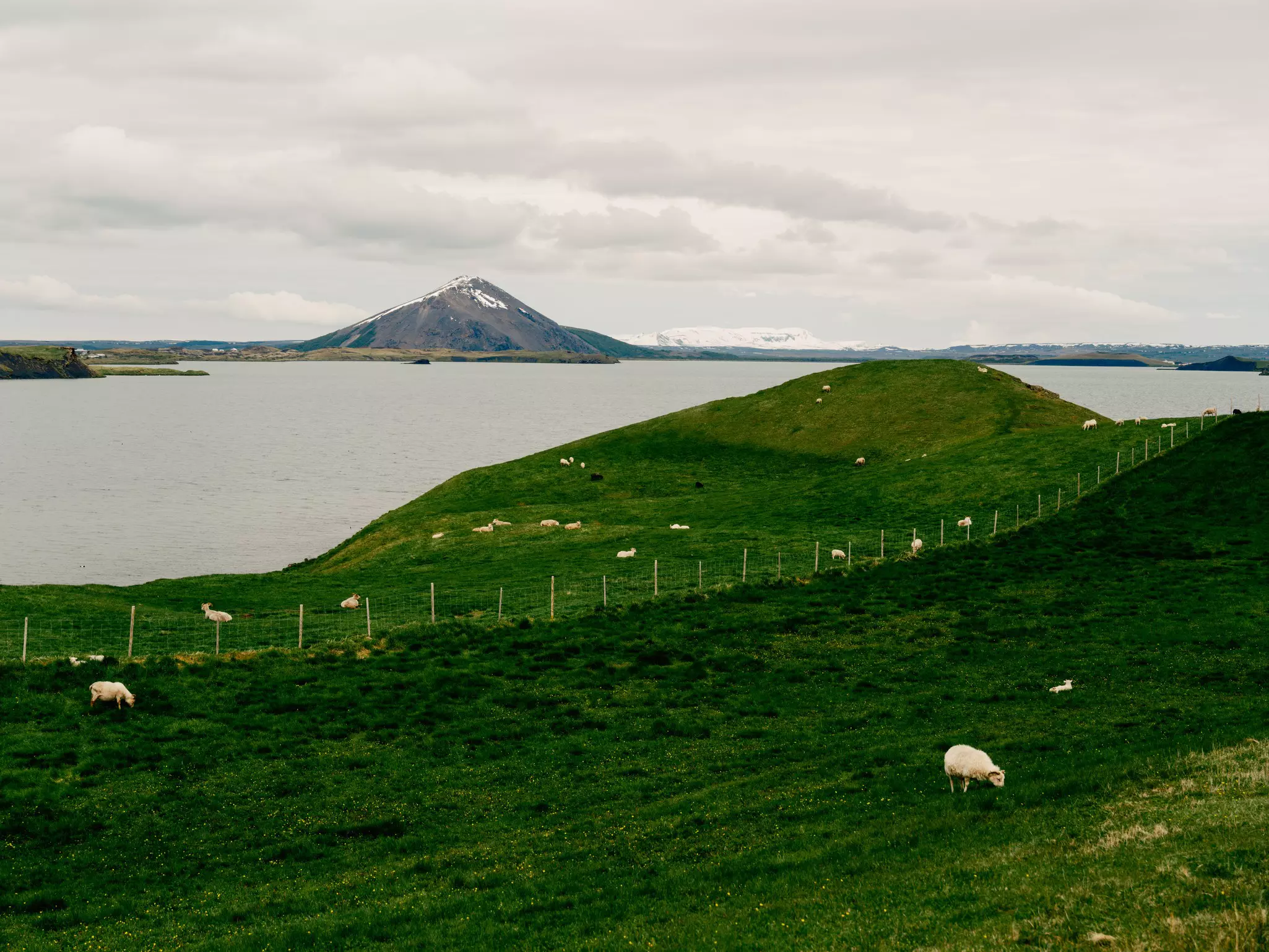 Sheep grazing in dark green grassy field with water and a small, conical mountain in the distance on an overcast day.