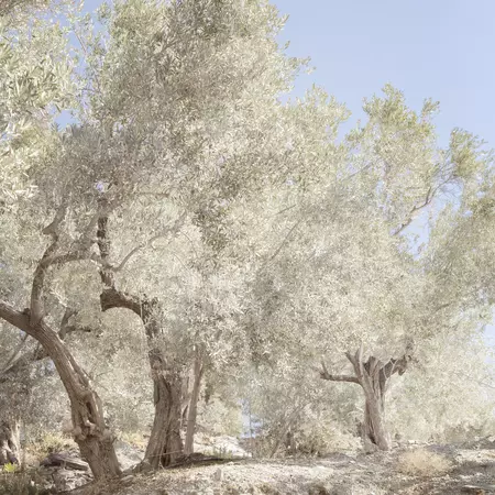 Old olive trees with silver leaves grow from on a Greek island. 
