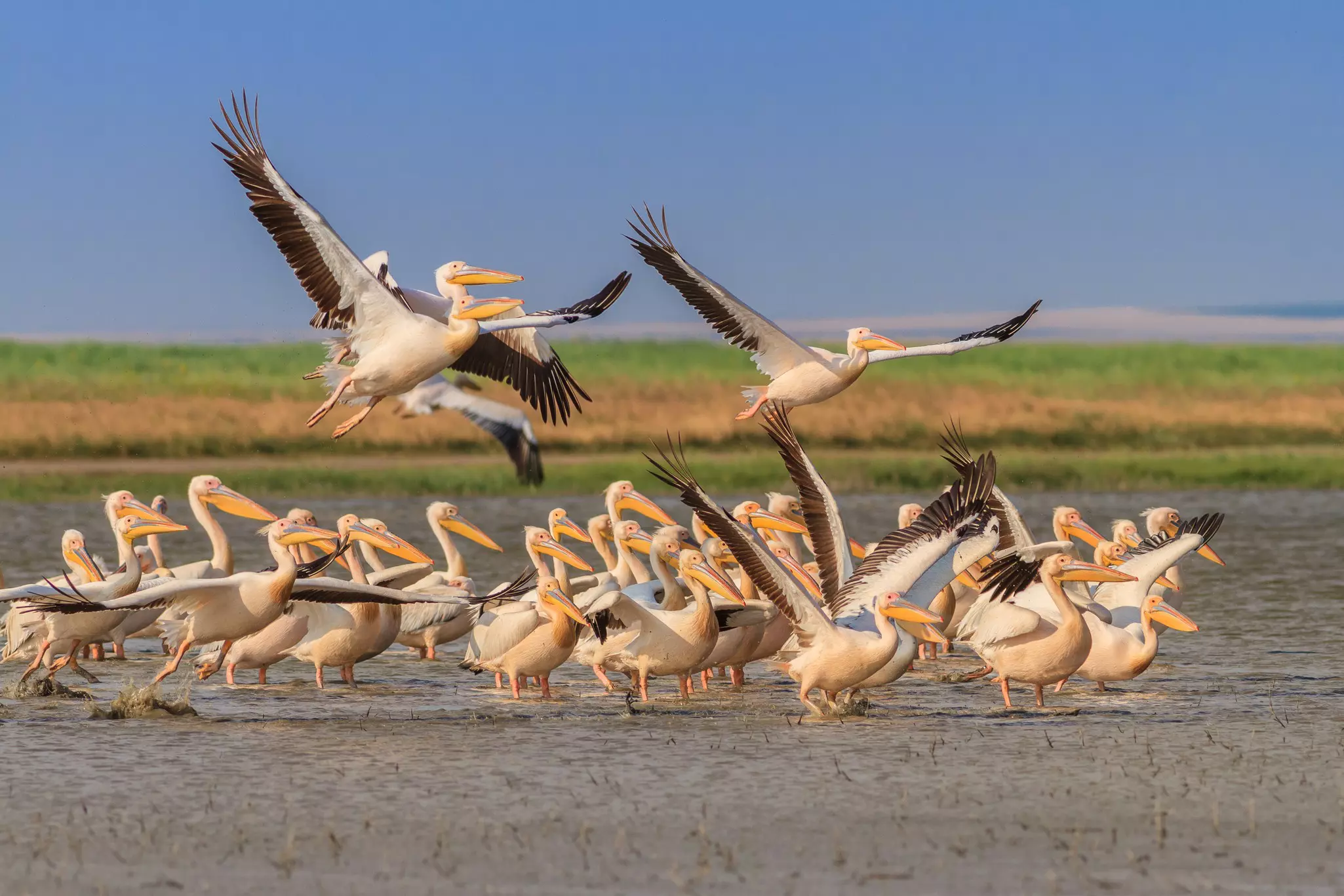 White pelicans gathering on the mudflats of the Danube Delta in Romania.