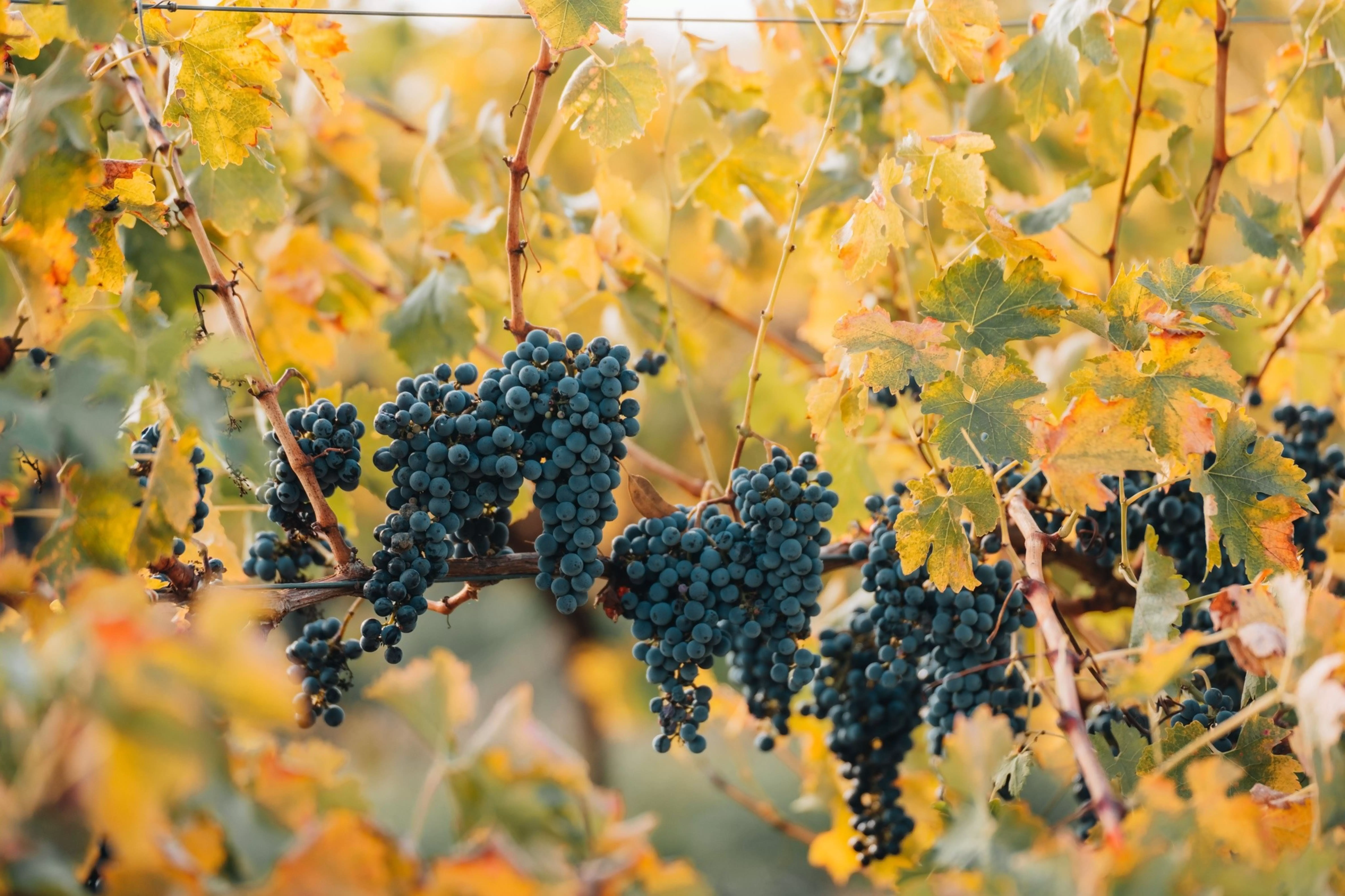 Vineyards in Barossa Valley