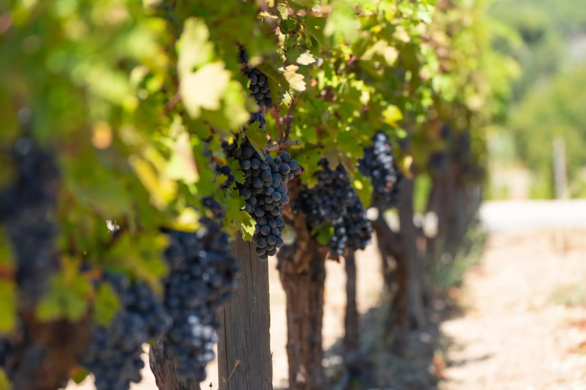 A vineyard with dark grapes hanging on a vine in the sunshine.
