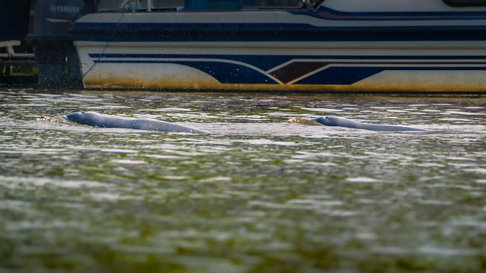 Dolphins are partly visible at the surface of a river. The hull of a boat is seen behind the dolphins.