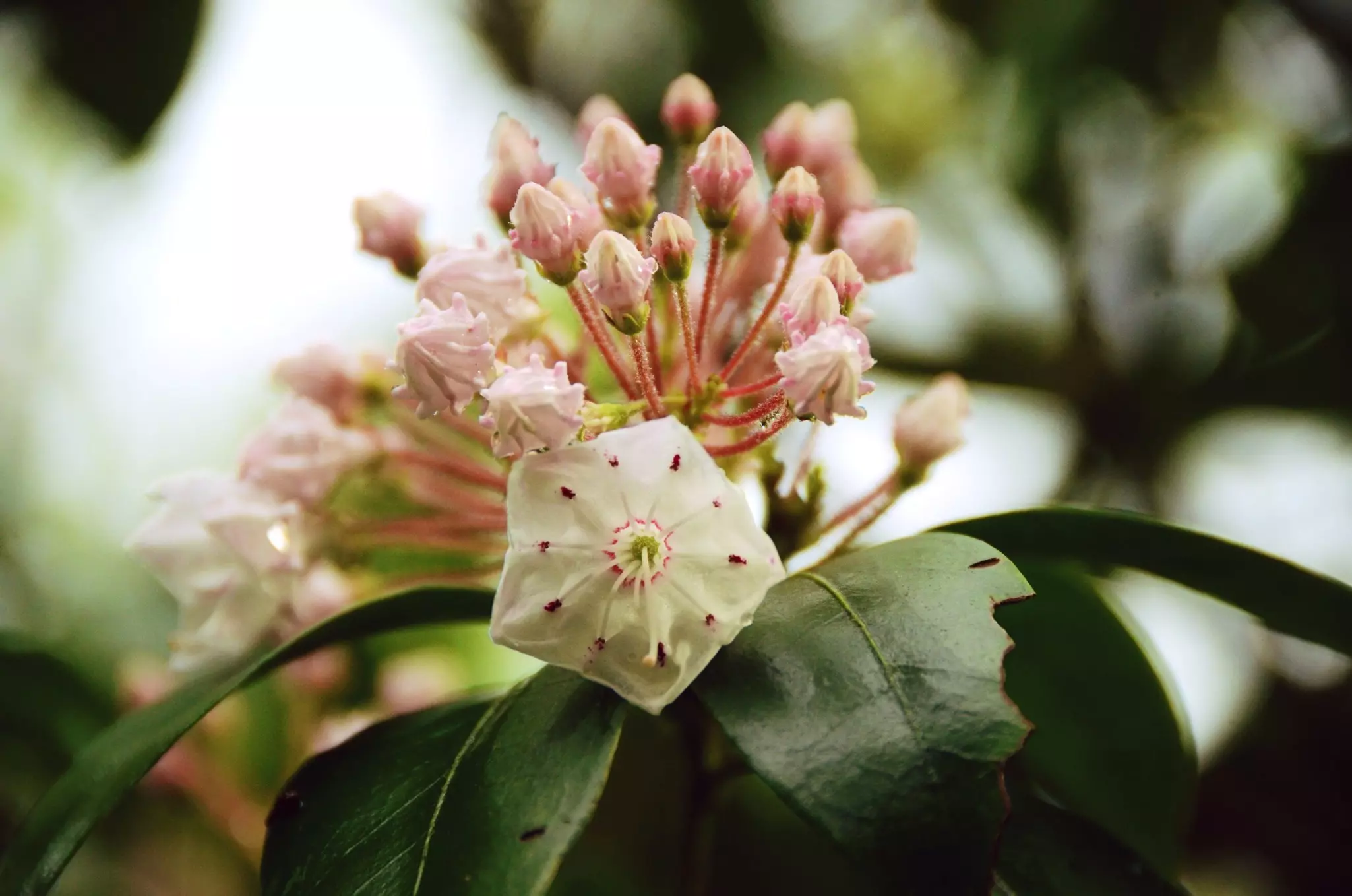 Smoky Mountain blooms