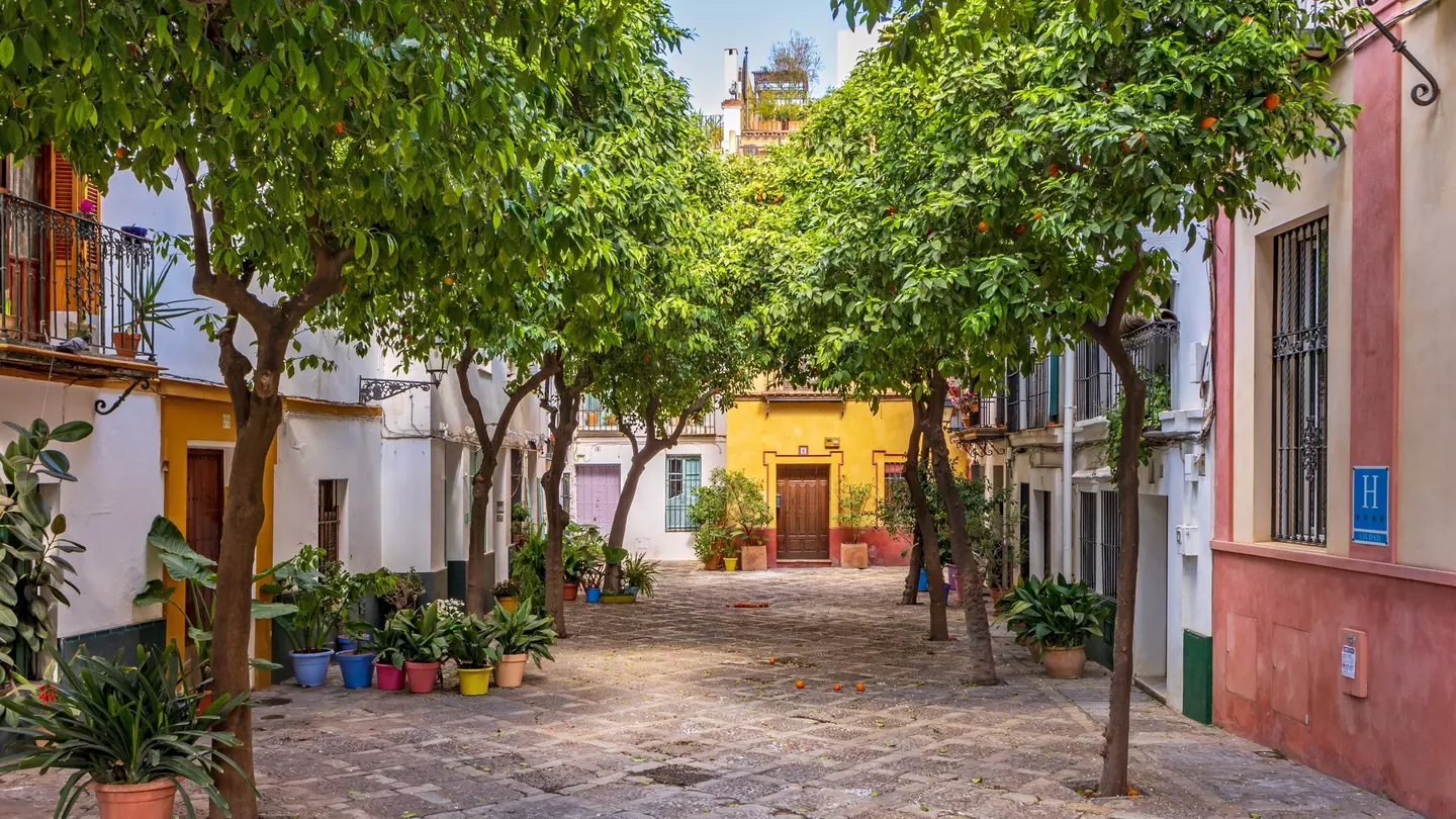 A quiet cobbled street in a city is lined by orange trees and colorful facades of houses.
