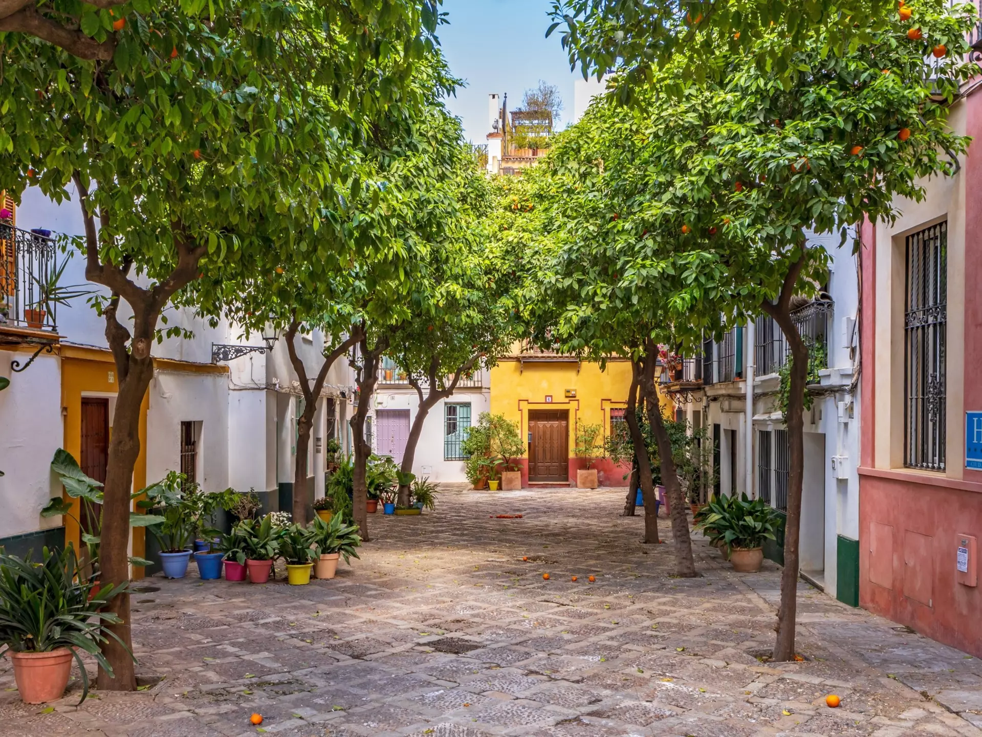 A quiet cobbled street in a city is lined by orange trees and colorful facades of houses.