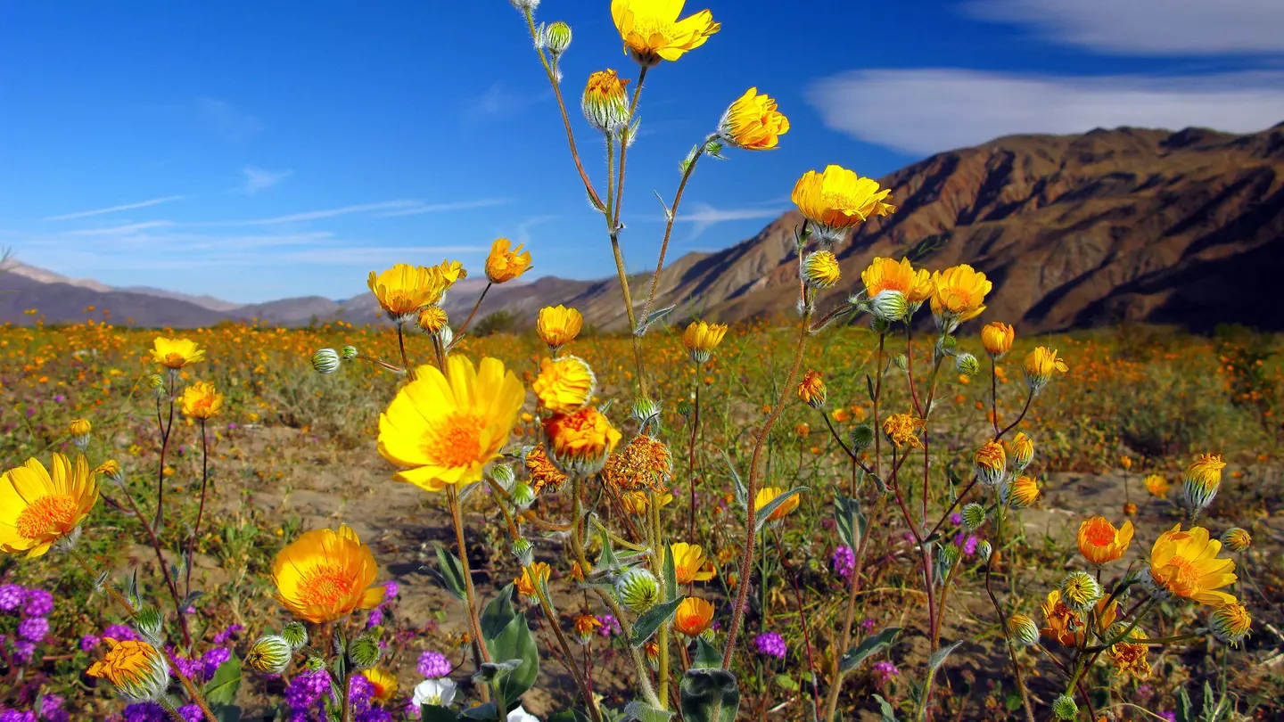 Desert wildflowers of Anza-Borrego ©Sam Antonio Photography/Getty Images