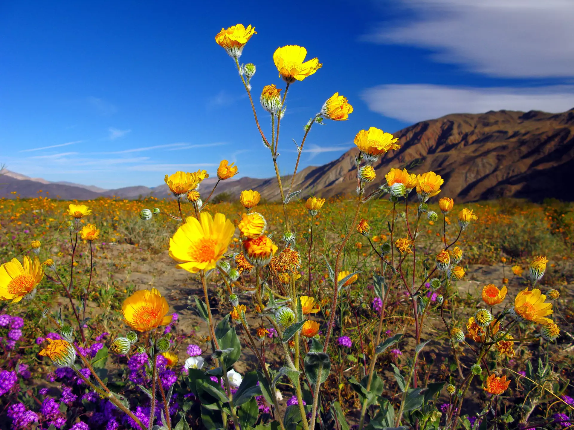 Desert wildflowers of Anza-Borrego ©Sam Antonio Photography/Getty Images