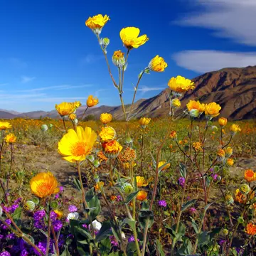 Desert wildflowers of Anza-Borrego ©Sam Antonio Photography/Getty Images