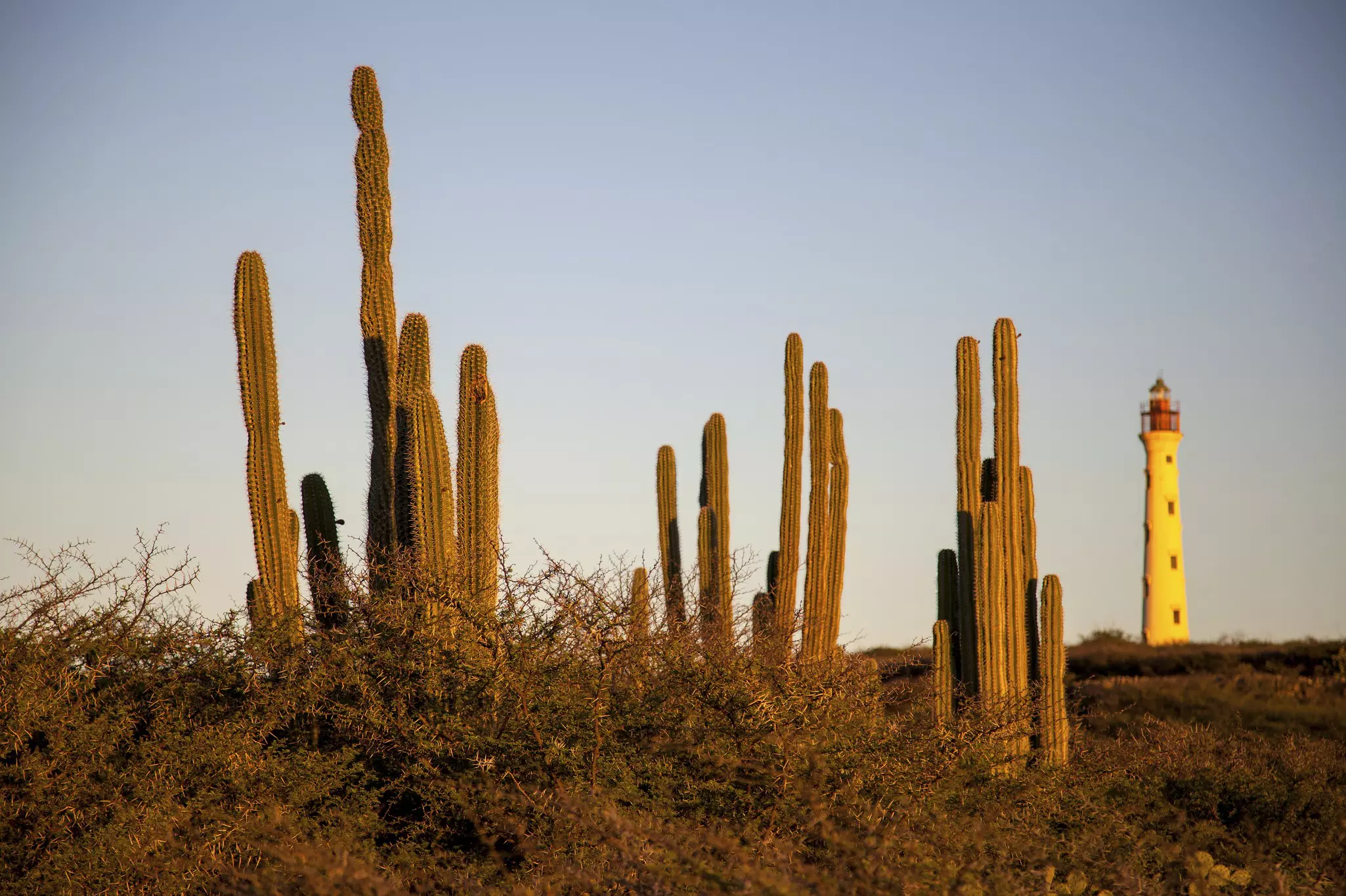 A tall white lighthouse in Aruba is cast in the golden light of sunset in the background, with tall skinny cacti in the foreground.