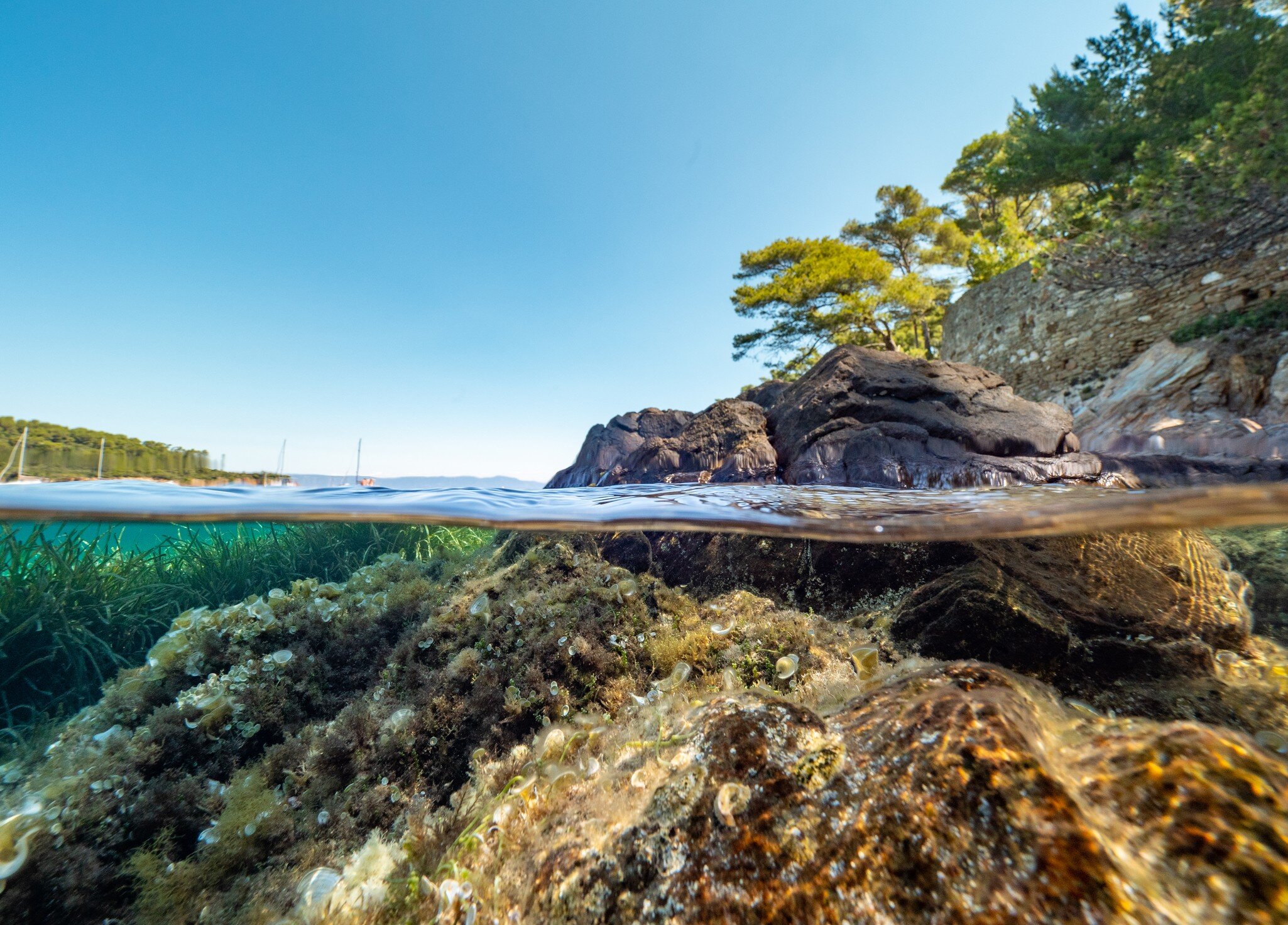 Split shot of Underwater Scenery in Port-Cros Nationalpark in the Mediterranean Sea, South France, ; Shutterstock ID 1835750425;