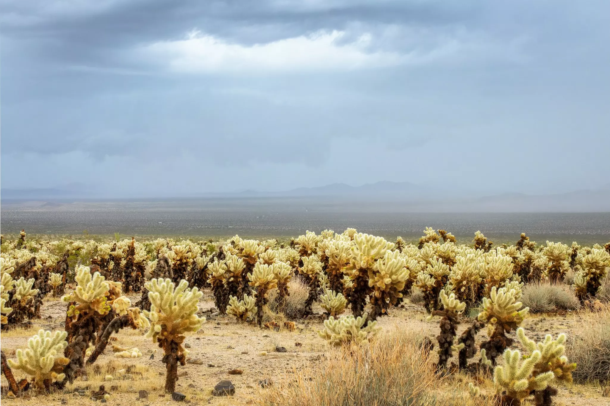 Cholla cactus under a dramatic stormy sky