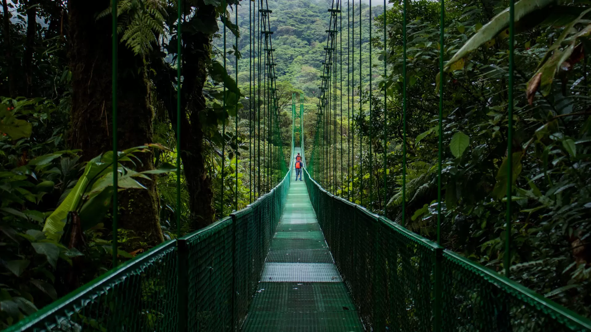 Hanging bridge in Monteverde