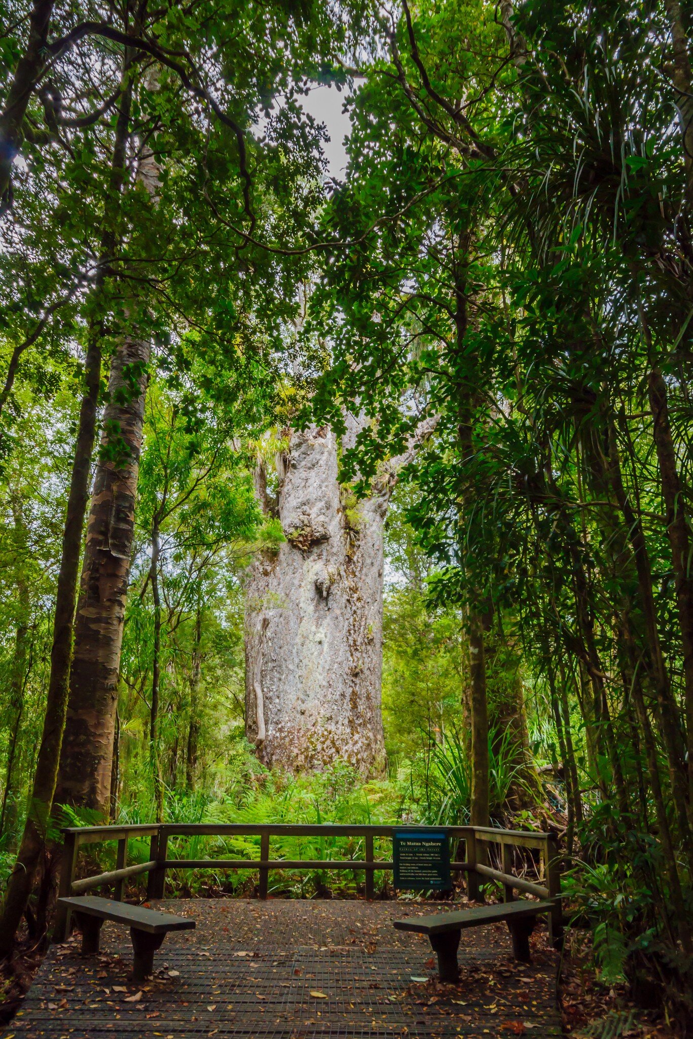 The Te Matua Ngahere (Father of the Forest), a giant kauri (Agathis australis) coniferous tree in the Waipoua Forest.