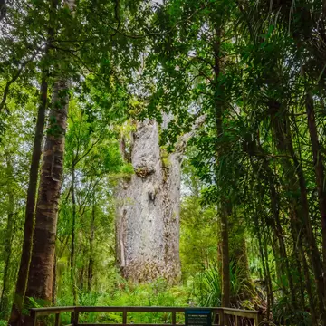 The Te Matua Ngahere (Father of the Forest), a giant kauri (Agathis australis) coniferous tree in the Waipoua Forest.