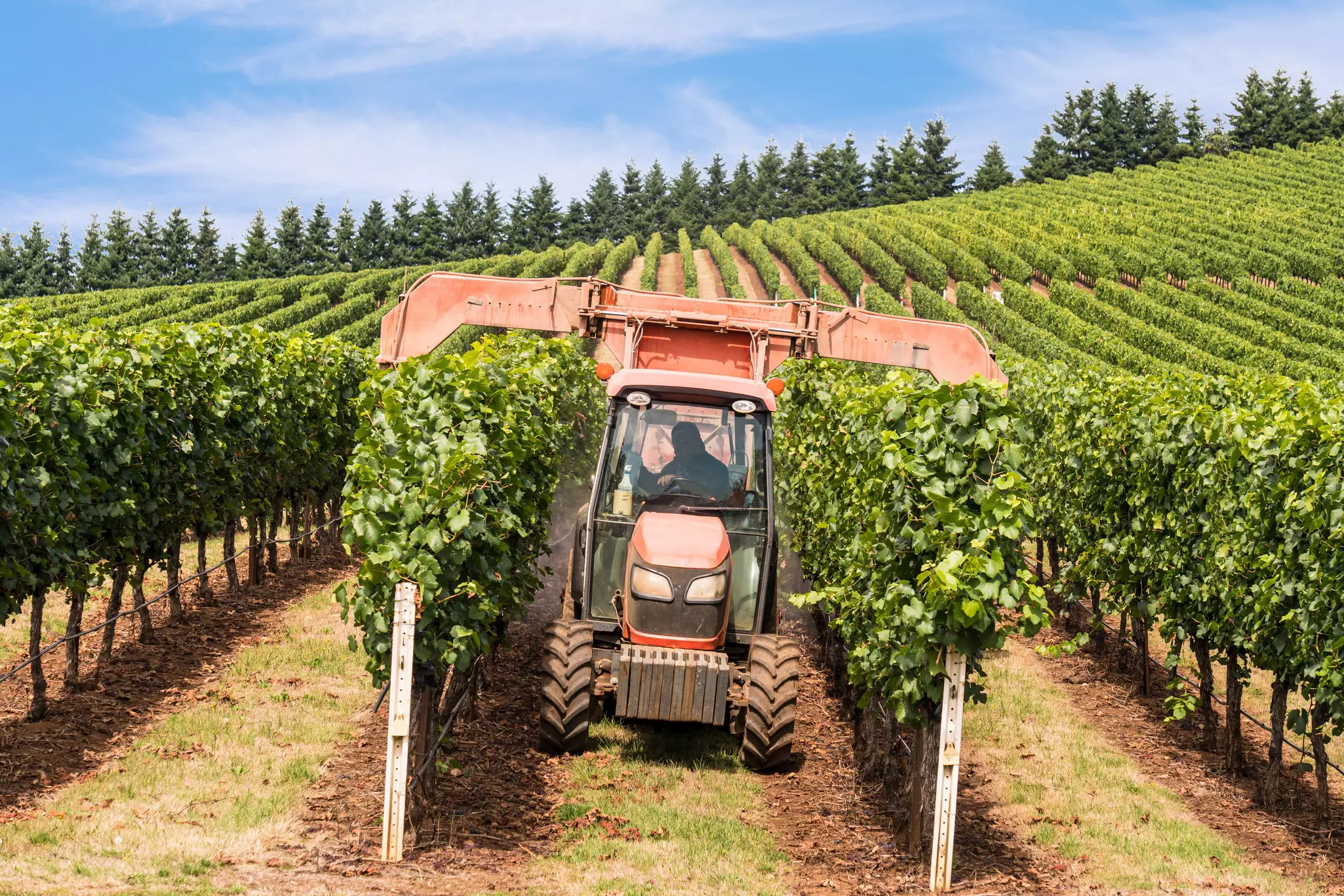 A low tractor travels between rows of green vines in a vineyard with a trimmer operating above the vines either side.