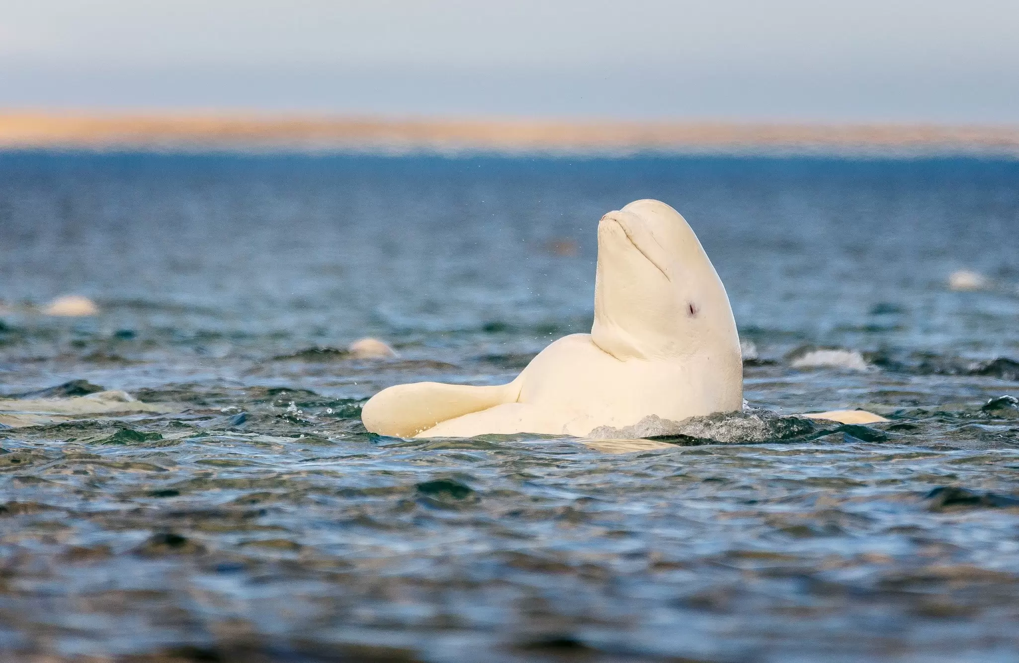 A beluga whale swimming underwater