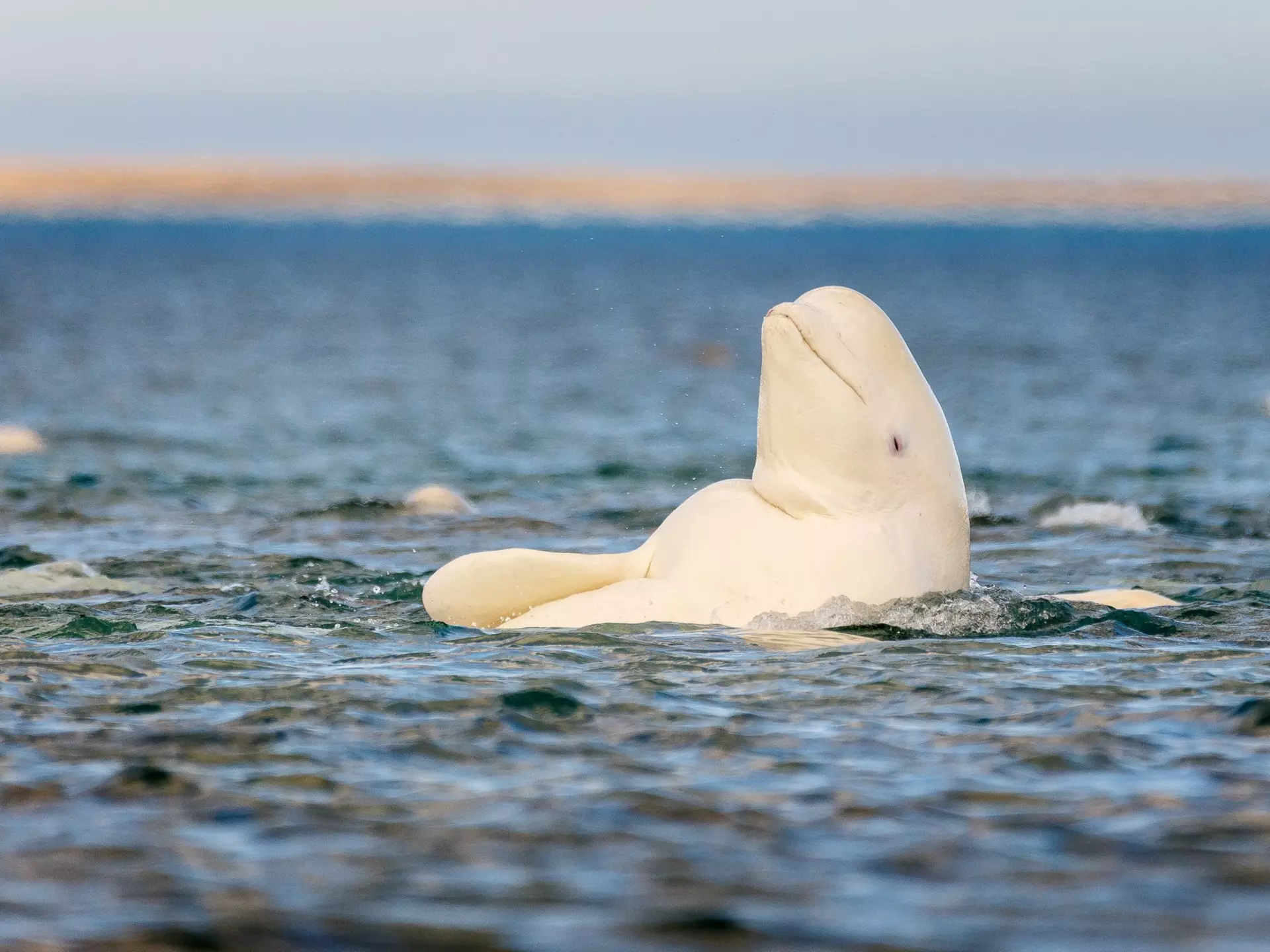 Beluga whale, Somerset Island, Canadian High Arctic.
547332154
Ice, Color Image, No People, Beluga, Friendly, Tail, Cold Temperature, Theatrical Performance, Summer, Swimming, Caucasian Ethnicity, Strength, Social, Whale, Photography, Muscle, Fat, Blue, Cold, Horizontal, Arctic, Nunavut, Beluga Whale, Mammal, Playing, Fish, Blubber, Canada, Large, Icey, Spray