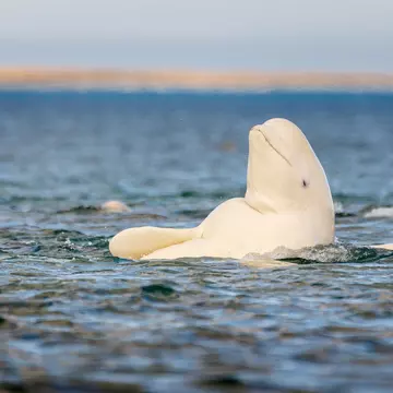 Beluga whale, Somerset Island, Canadian High Arctic.
547332154
Ice, Color Image, No People, Beluga, Friendly, Tail, Cold Temperature, Theatrical Performance, Summer, Swimming, Caucasian Ethnicity, Strength, Social, Whale, Photography, Muscle, Fat, Blue, Cold, Horizontal, Arctic, Nunavut, Beluga Whale, Mammal, Playing, Fish, Blubber, Canada, Large, Icey, Spray