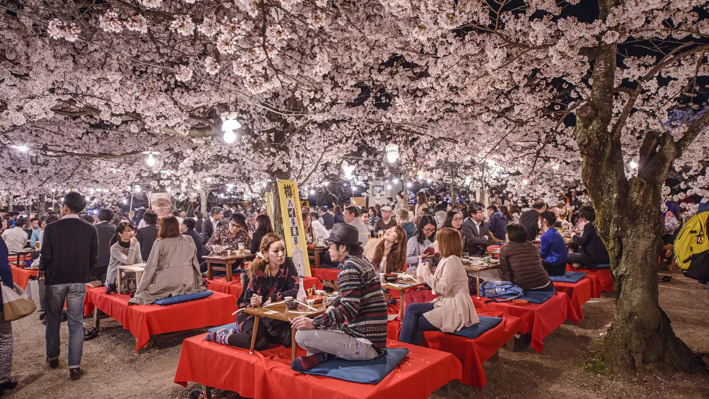 Groups of people picnic at low tables in a park with cherry blossoms in bloom overhead
