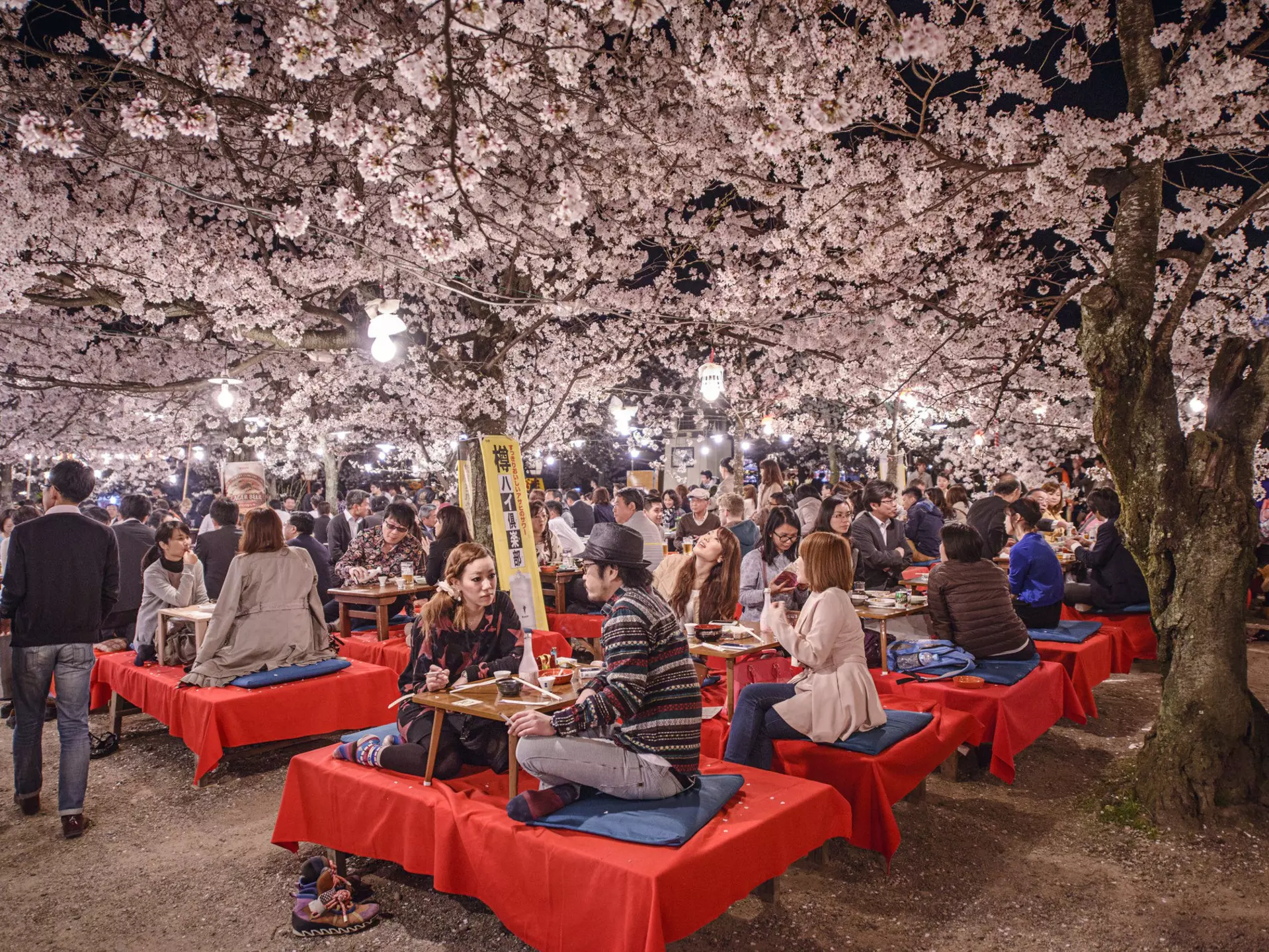 Groups of people picnic at low tables in a park with cherry blossoms in bloom overhead