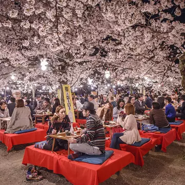 Groups of people picnic at low tables in a park with cherry blossoms in bloom overhead