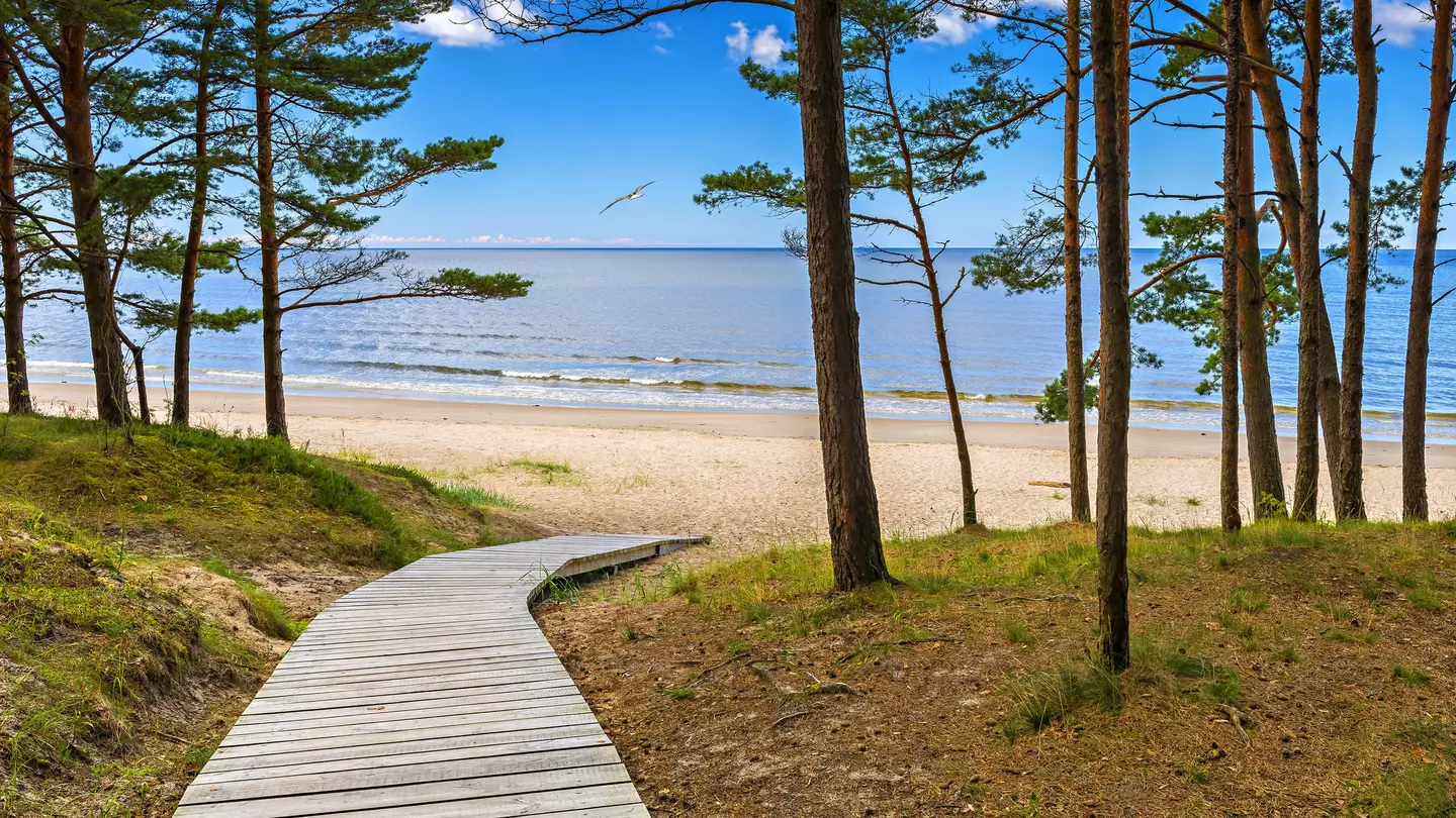 Yellow Bird Pine Warbler Perched on Branch