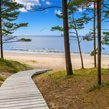 Yellow Bird Pine Warbler Perched on Branch