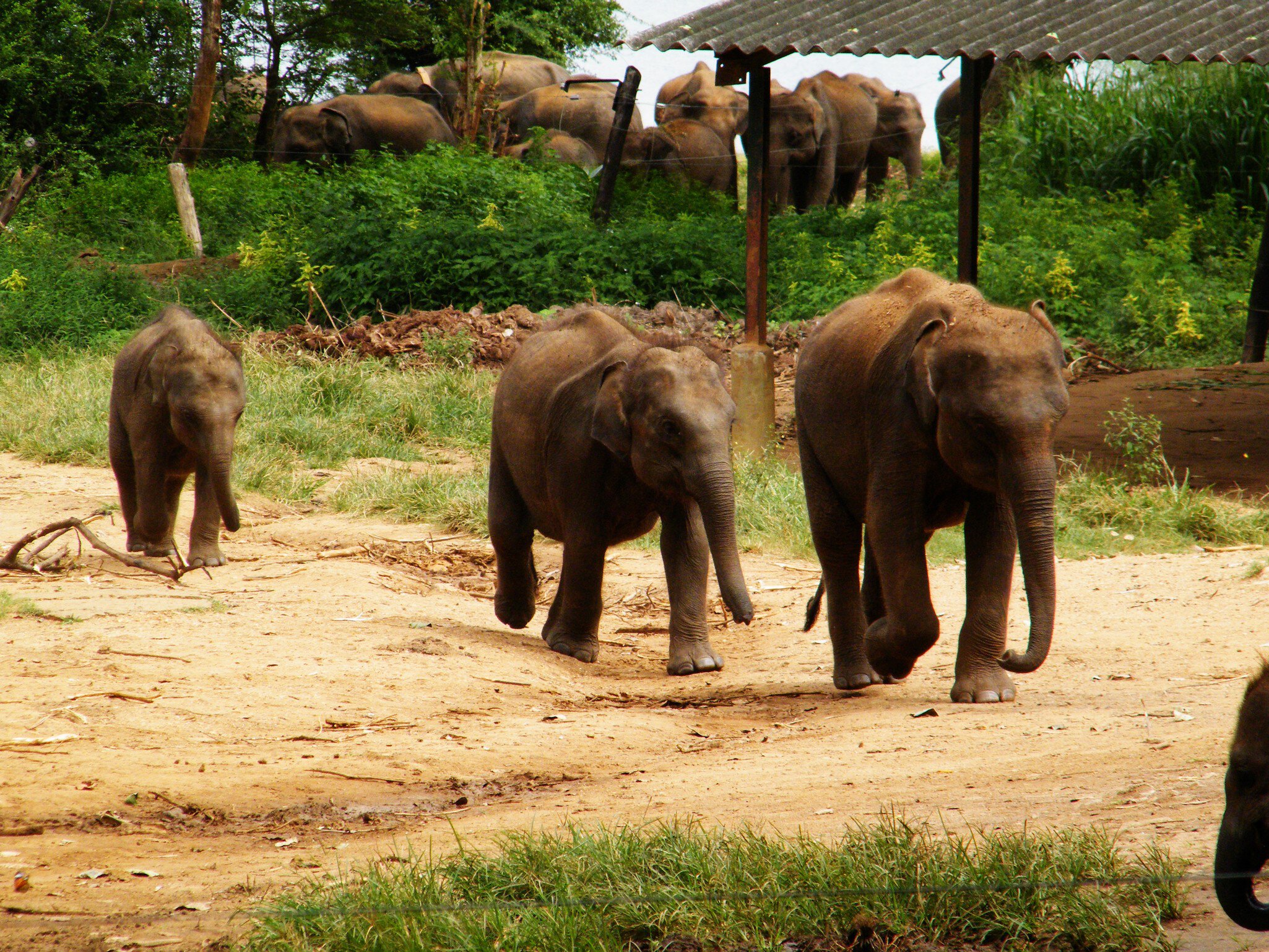 Sri Lankan elephant refugee camp. "Udawalawe" Transit Home is a refuge for baby elephants, the majority which have been affected by the tragic incidents.