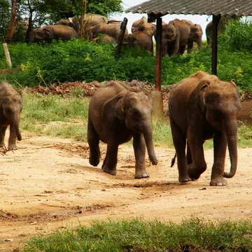 Sri Lankan elephant refugee camp. "Udawalawe" Transit Home is a refuge for baby elephants, the majority which have been affected by the tragic incidents.