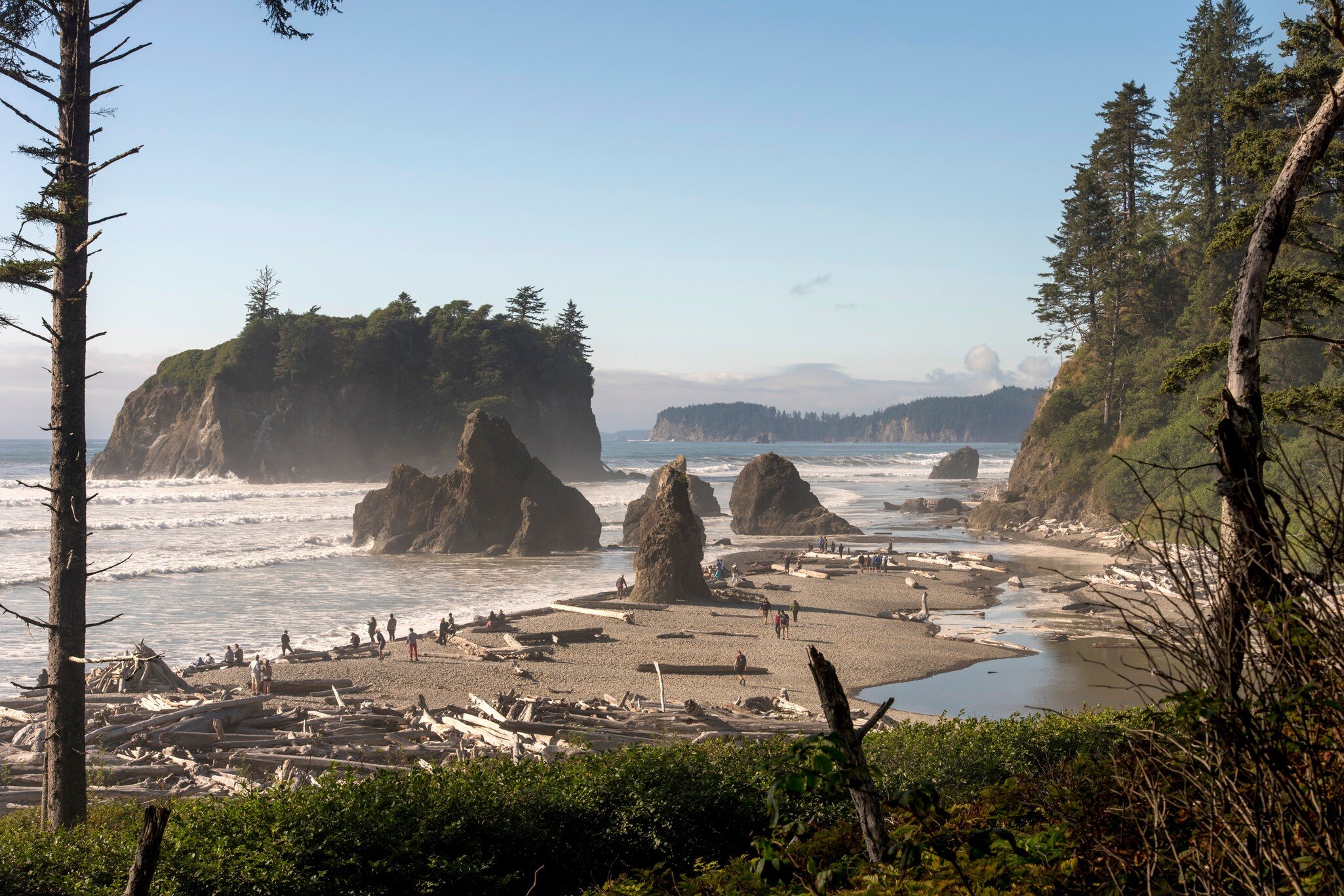 Wide shot of rugged beach with large logs of driftwood pn the sand, pines to the right,  and rocky sea stacks in the distance.