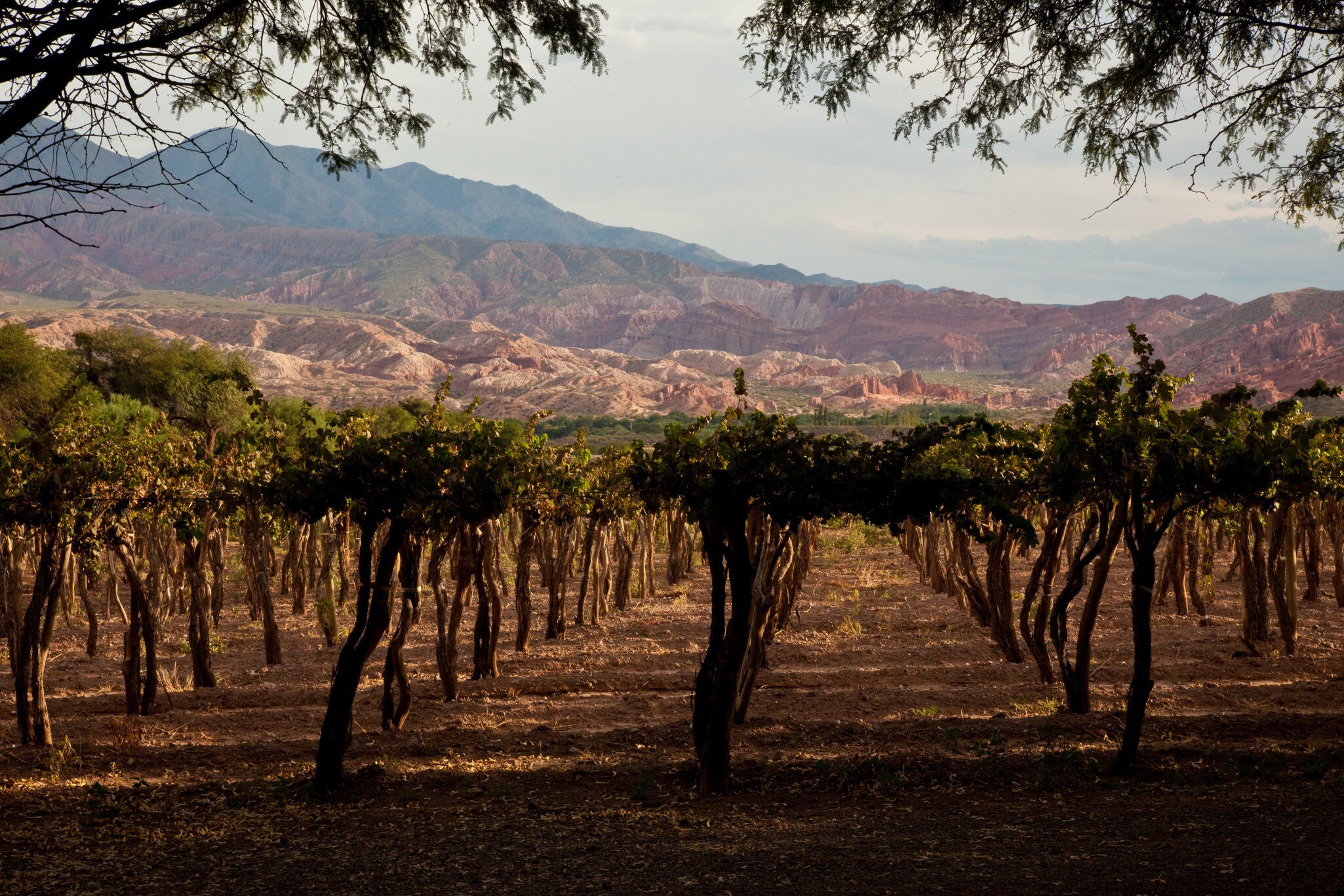Cafayate, Argentina