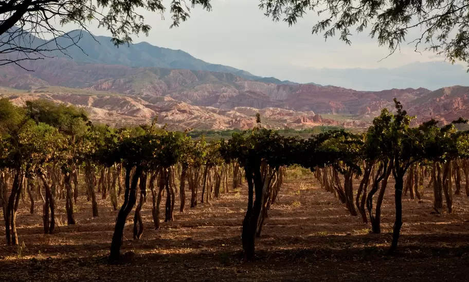 Cafayate, Argentina