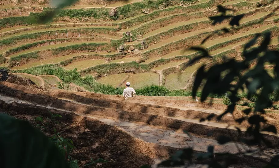 A local farmer working in the terraced rice paddies in the Knuckles National Park in Sri Lanka.
