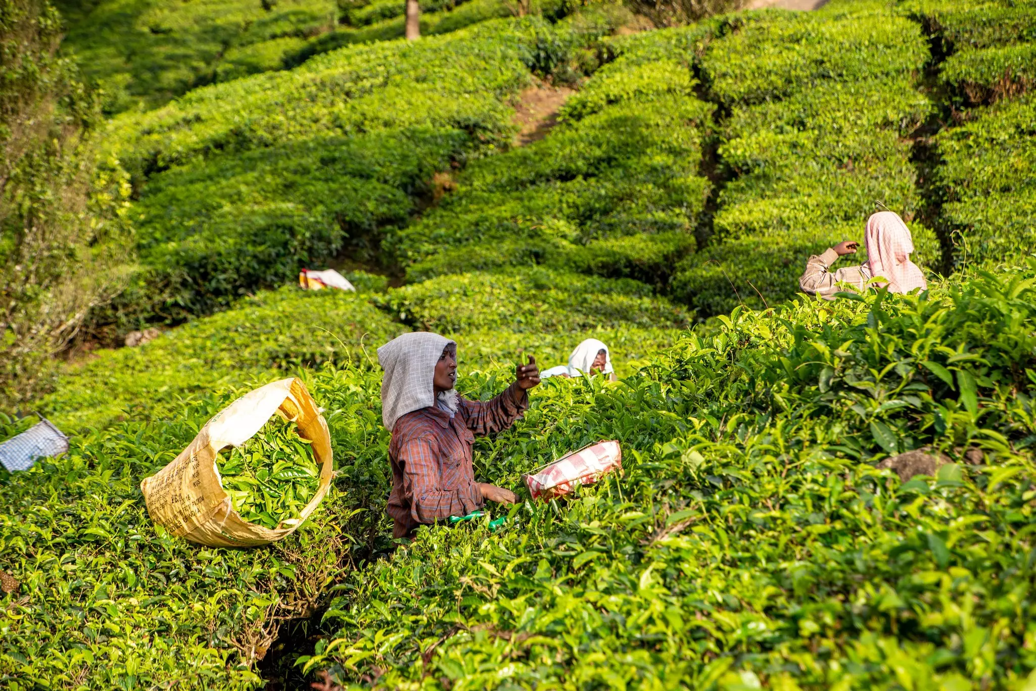 Woman with baskets and head coverings pick tea by hand on a plantation.