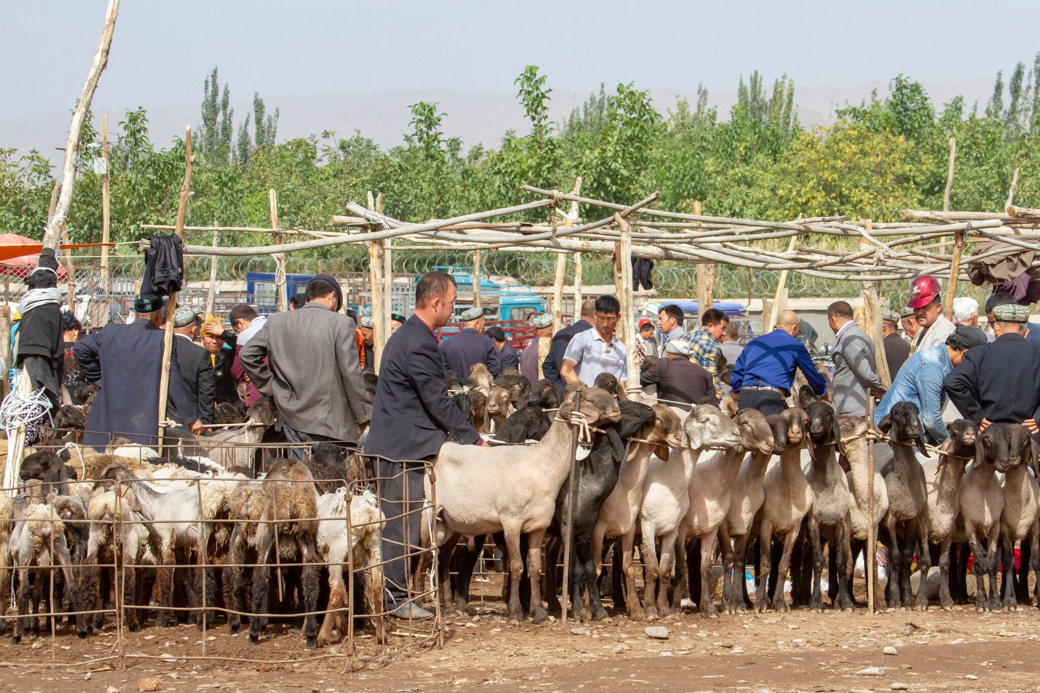 Kashgar, Xinjiang, China - September 15, 2018 :  Buyers and sellers at sheep pens during Sunday Livestock Market and Bazaar in Kashgar, or Kashi, Xinjiang, China.; Shutterstock ID 1198929010;