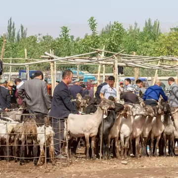 Kashgar, Xinjiang, China - September 15, 2018 :  Buyers and sellers at sheep pens during Sunday Livestock Market and Bazaar in Kashgar, or Kashi, Xinjiang, China.; Shutterstock ID 1198929010;