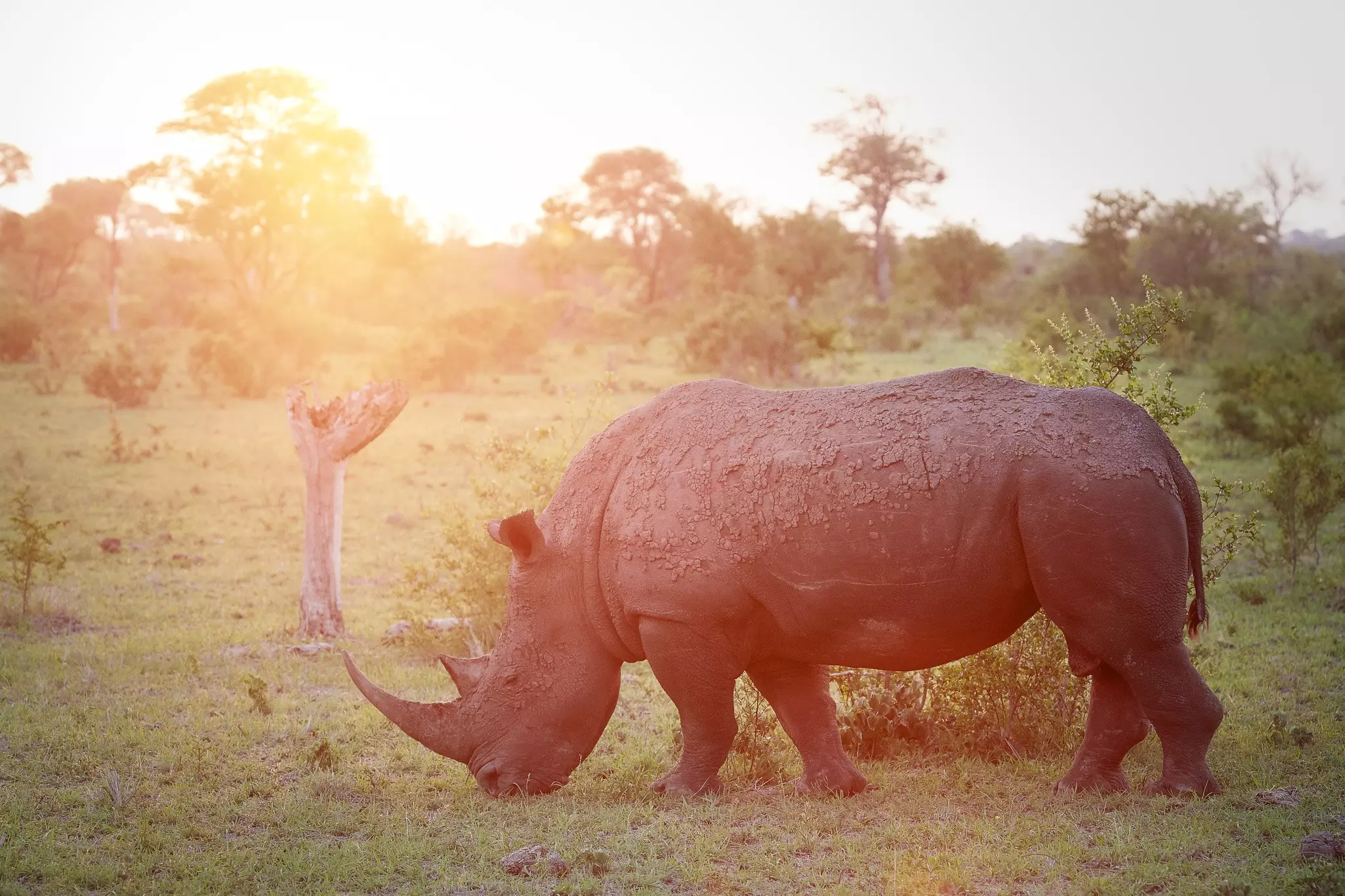 A white rhino grazing in the grassland as the sun sets at a game reserve.