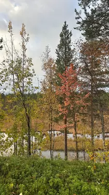 Fall trees in Finnish Lapland. 