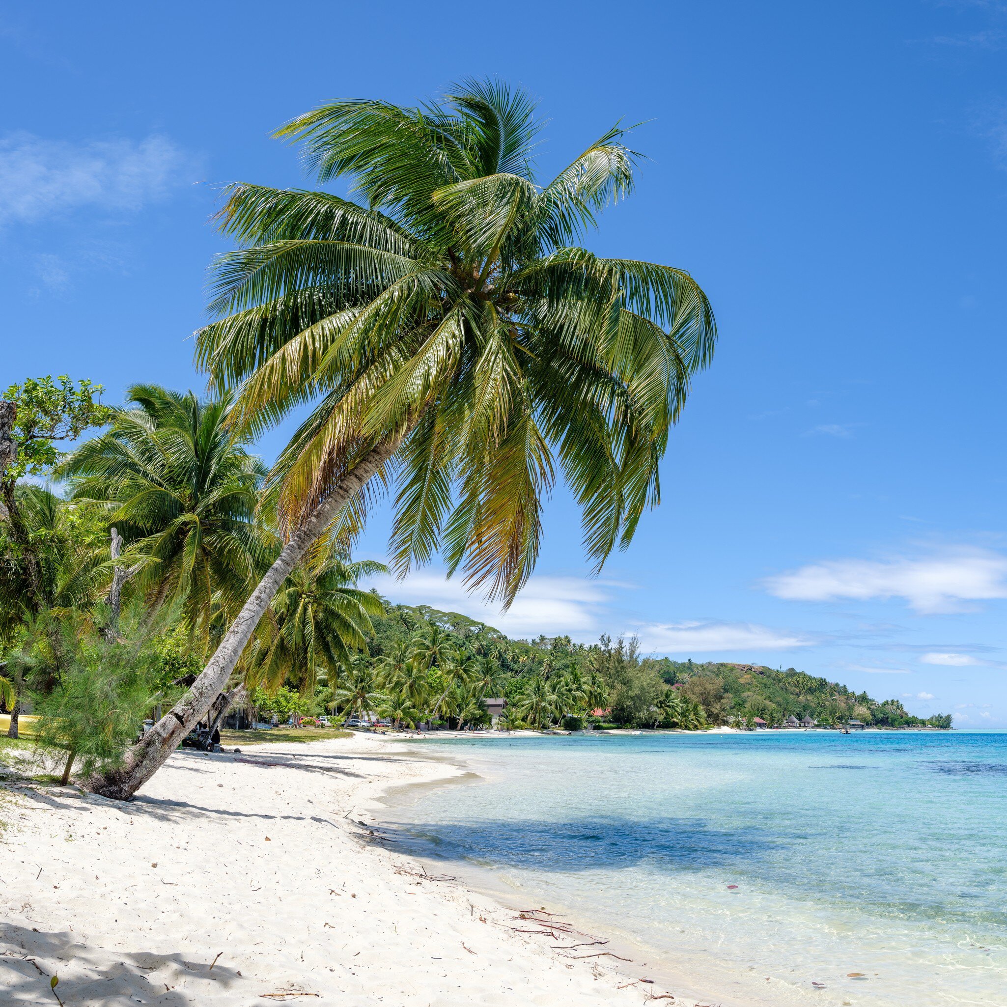 A tall coconut palm leans across white sand beside clear pale-blue shallows, with a green headland in the distance