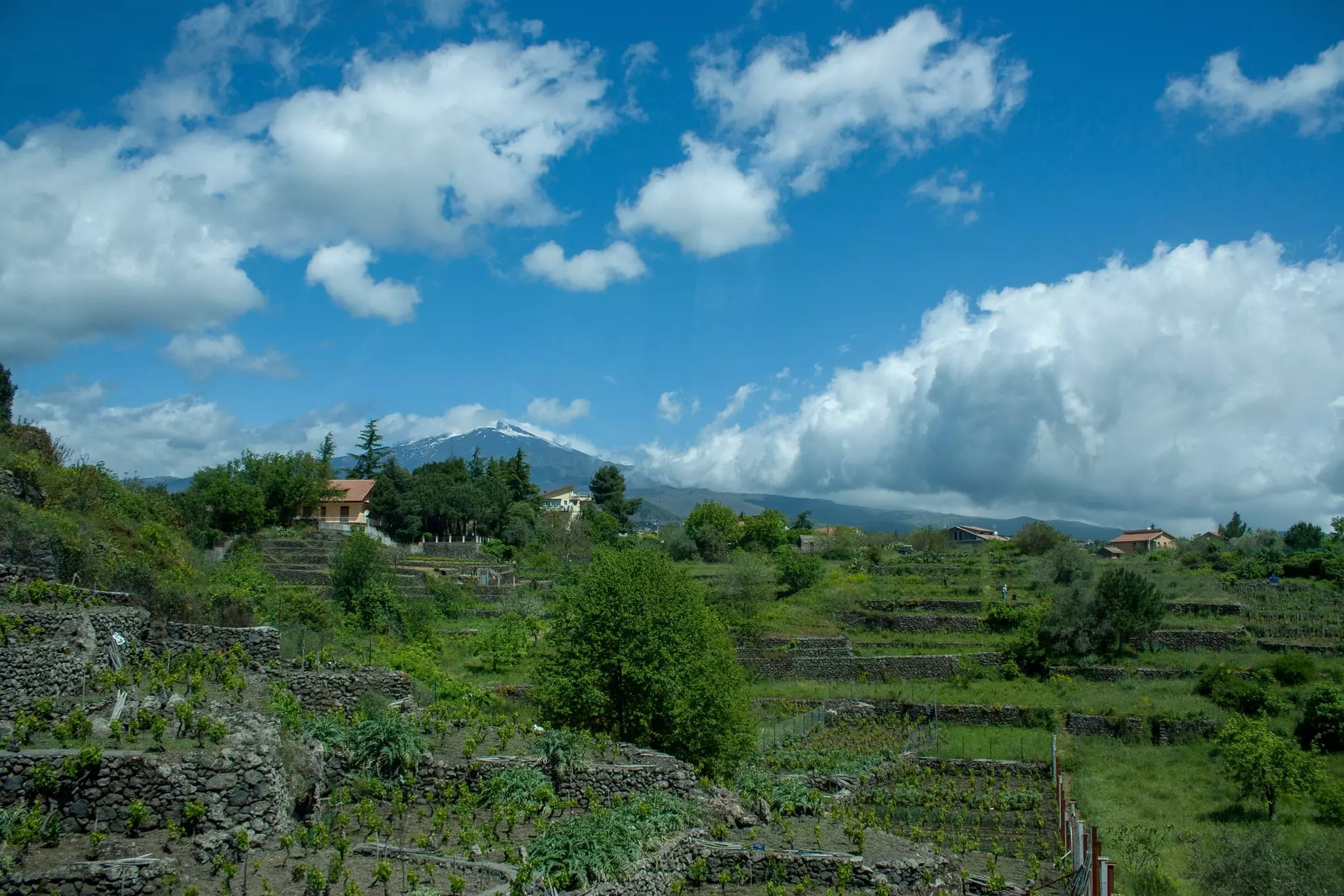 A rural village and vineyards with a mountain in the distance on a sunny day.