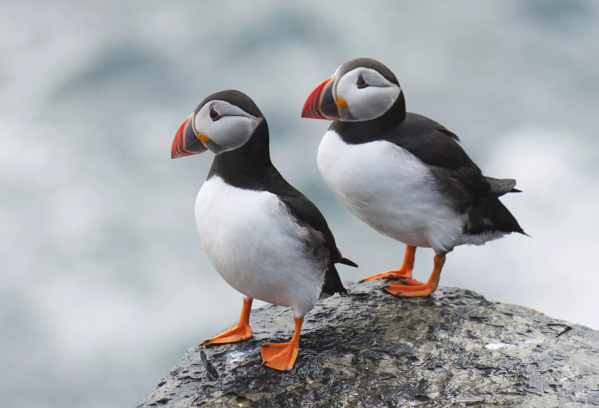 Pair of Atlantic puffins standing on a ledge at the top of a cliff in Papa Westray, Orkney, Scotland.