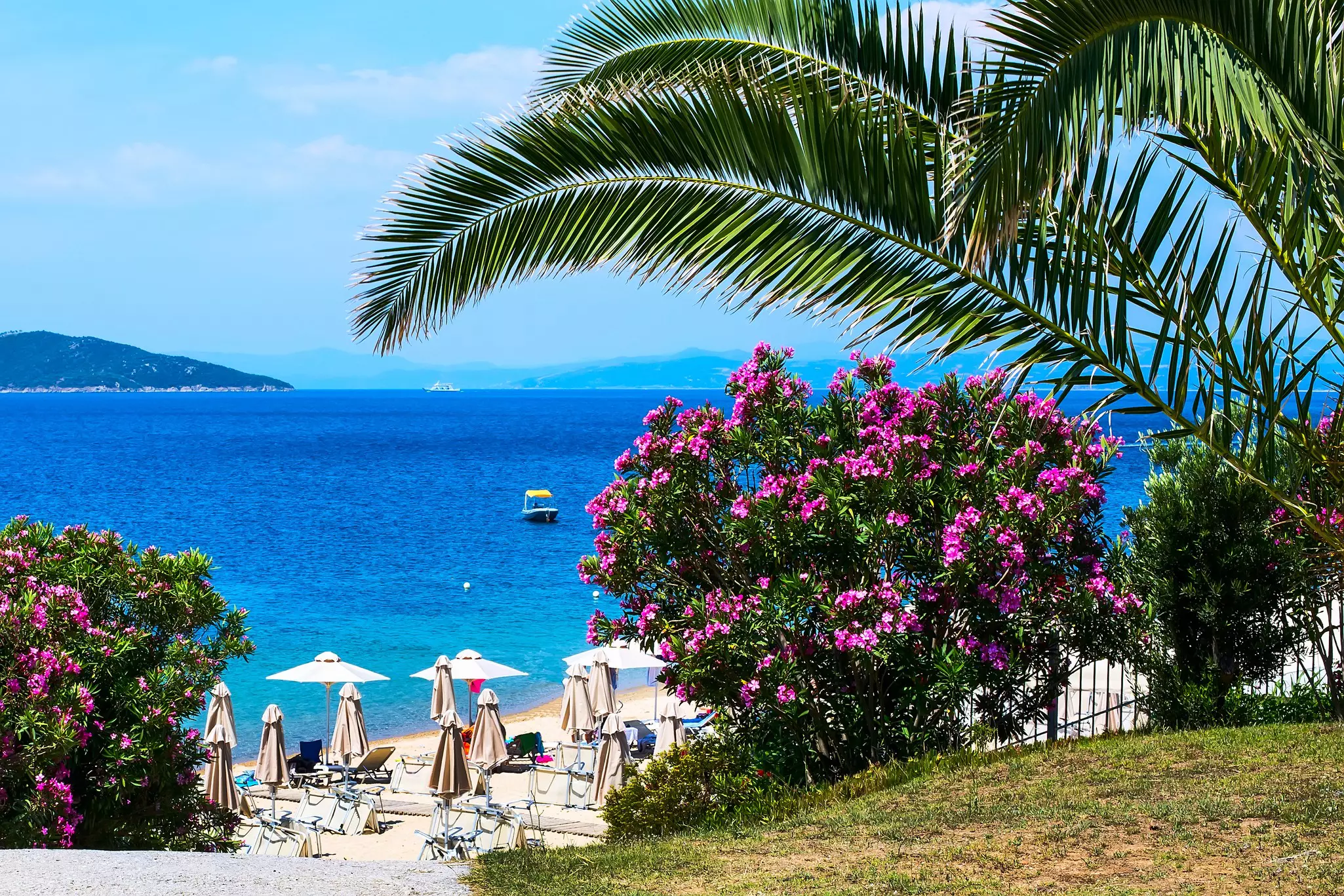 A beach with vivid blue waters. Open and closed umbrellas are lined on the shore. Pink flowers and palm fronds are in the foreground.
