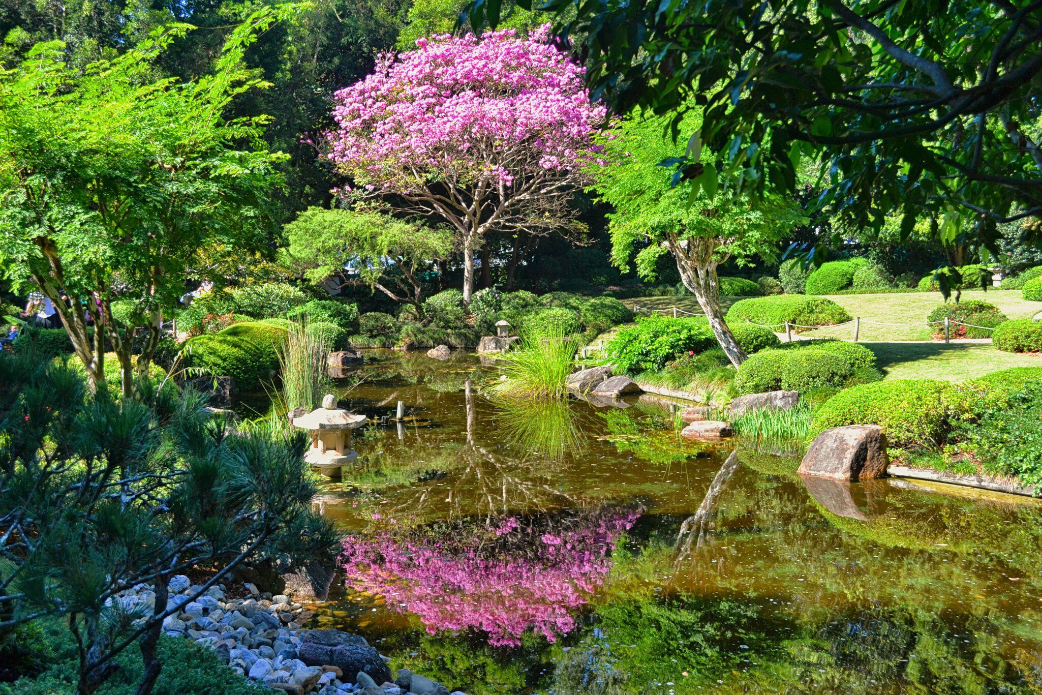 View of trees and greenery by a pond in the Japanese Garden of Mt Coot-tha Botanical Gardens in Brisbane.