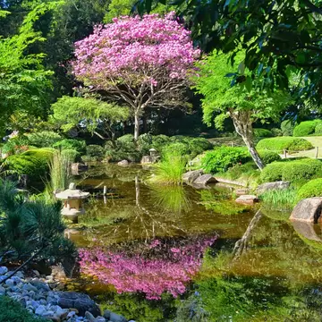 View of trees and greenery by a pond in the Japanese Garden of Mt Coot-tha Botanical Gardens in Brisbane.